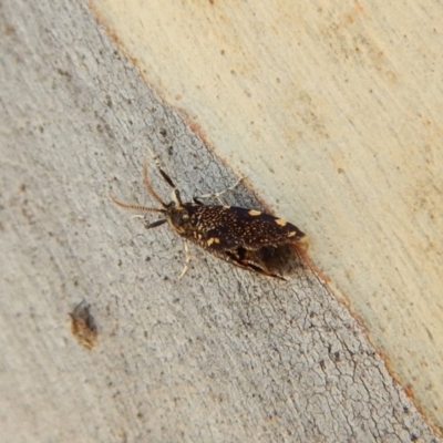 Cebysa leucotelus (Australian Bagmoth) at Cook, ACT - 5 Mar 2018 by CathB