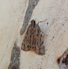 Spectrotrota fimbrialis (A Pyralid moth) at Cook, ACT - 5 Mar 2018 by CathB