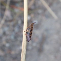 Philagra parva (Beaked spittlebug) at Belconnen, ACT - 5 Mar 2018 by CathB