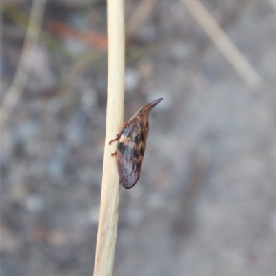 Philagra parva (Beaked spittlebug) at Belconnen, ACT - 5 Mar 2018 by CathB