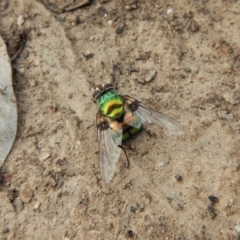 Rutilia (Chrysorutilia) formosa (A Bristle fly) at Aranda, ACT - 5 Mar 2018 by CathB