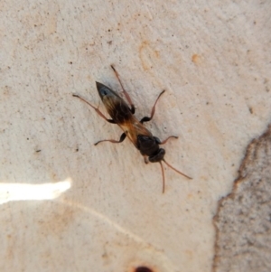 Crabroninae (subfamily) at Cook, ACT - 5 Mar 2018