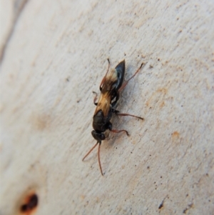 Crabroninae (subfamily) at Cook, ACT - 5 Mar 2018