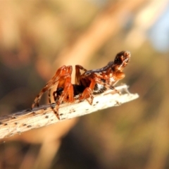 Cyclosa trilobata (Three-lobed spider) at Cook, ACT - 5 Mar 2018 by CathB