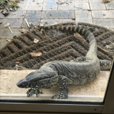 Varanus rosenbergi (Heath or Rosenberg's Monitor) at The Angle, NSW - 23 Feb 2018 by TCecodiversity