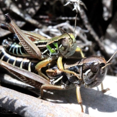 Kosciuscola cognatus (A grasshopper) at Cotter River, ACT - 5 Mar 2018 by JudithRoach