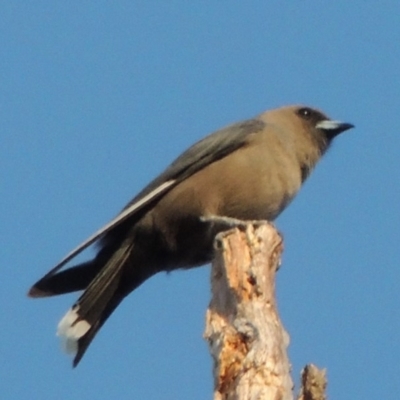 Artamus cyanopterus (Dusky Woodswallow) at Molonglo River Reserve - 18 Feb 2018 by michaelb