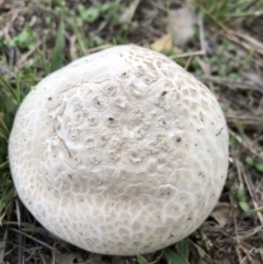 Calvatia sp. (a puffball ) at Watson, ACT - 5 Mar 2018 by AaronClausen