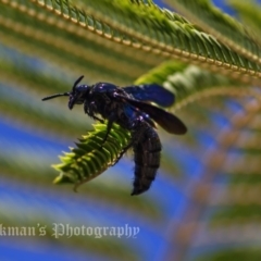 Austroscolia soror at Florey, ACT - 17 Jan 2018 12:35 PM