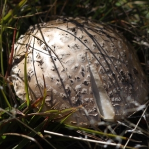 Amanita sp. at Cotter River, ACT - 6 Mar 2018