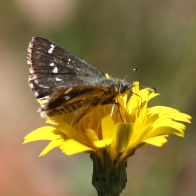 Atkinsia dominula (Two-brand grass-skipper) at Bimberi Nature Reserve - 6 Mar 2018 by JudithRoach