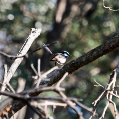 Malurus cyaneus (Superb Fairywren) at Eden, NSW - 4 Mar 2018 by RossMannell