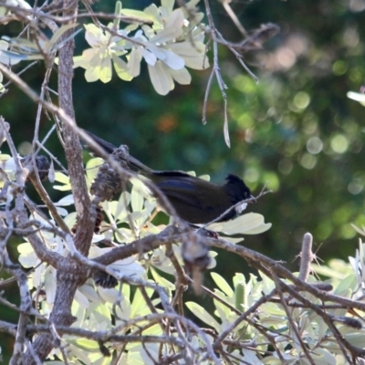 Psophodes olivaceus (Eastern Whipbird) at Eden, NSW - 3 Mar 2018 by RossMannell