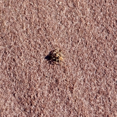 Salticidae (family) (Unidentified Jumping spider) at Eden, NSW - 3 Mar 2018 by RossMannell