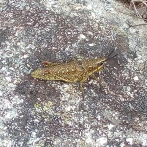 Monistria concinna at Kosciuszko National Park, NSW - 3 Mar 2018