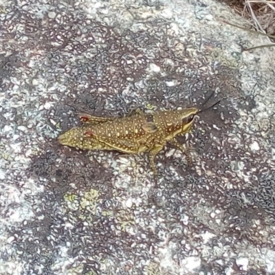 Monistria concinna (Southern Pyrgomorph) at Kosciuszko National Park, NSW - 3 Mar 2018 by ArcherCallaway