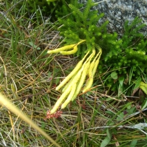 Austrolycopodium fastigiatum at Kosciuszko National Park, NSW - 3 Mar 2018