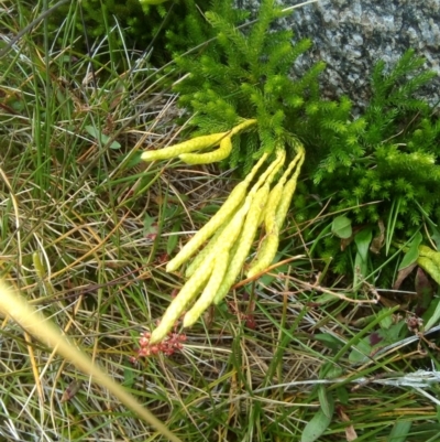 Austrolycopodium fastigiatum (Alpine Club Moss) at Kosciuszko National Park, NSW - 3 Mar 2018 by ArcherCallaway