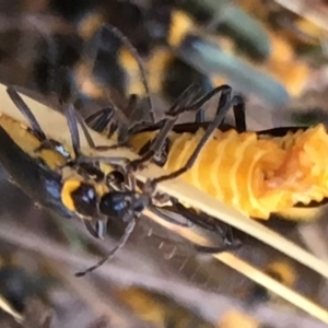 Chauliognathus lugubris at Sutton, NSW - 25 Feb 2018 05:51 PM