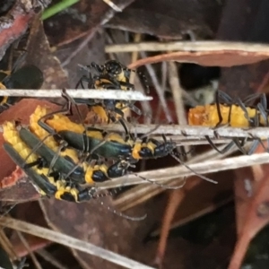 Chauliognathus lugubris at Sutton, NSW - 25 Feb 2018 05:51 PM