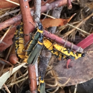 Chauliognathus lugubris at Sutton, NSW - 25 Feb 2018 05:51 PM