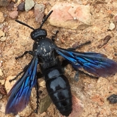 Austroscolia soror (Blue Flower Wasp) at Sutton, NSW - 28 Mar 2017 by Whirlwind