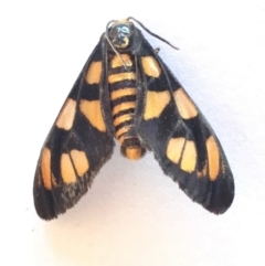 Amata (genus) (Handmaiden Moth) at Sutton, NSW - 15 Feb 2018 by Whirlwind