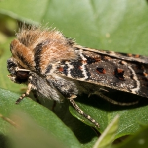 Proteuxoa sanguinipuncta at Higgins, ACT - 6 Mar 2018