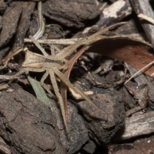 Sidymella trapezia at Higgins, ACT - 6 Mar 2018