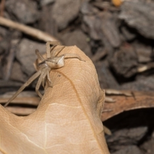 Sidymella trapezia at Higgins, ACT - 6 Mar 2018