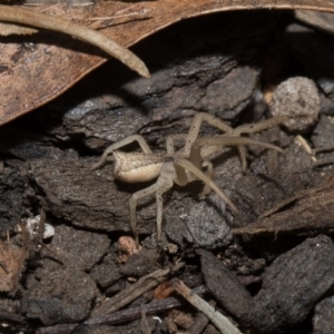 Sidymella trapezia at Higgins, ACT - 6 Mar 2018