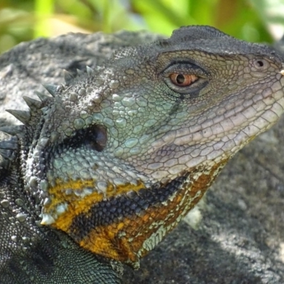 Intellagama lesueurii howittii (Gippsland Water Dragon) at ANBG - 5 Mar 2018 by roymcd