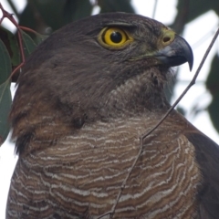 Accipiter fasciatus (Brown Goshawk) at Deakin, ACT - 3 Dec 2017 by roymcd