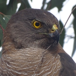 Accipiter fasciatus at Deakin, ACT - 3 Dec 2017