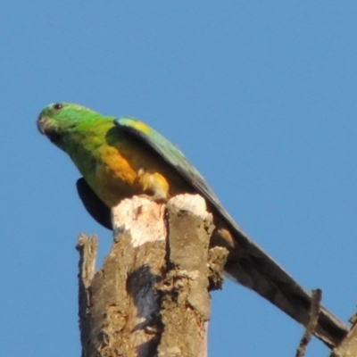 Psephotus haematonotus (Red-rumped Parrot) at Molonglo River Reserve - 18 Feb 2018 by michaelb