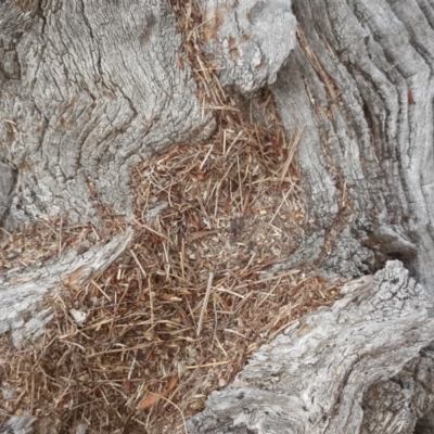 Papyrius nitidus (Shining Coconut Ant) at Symonston, ACT - 6 Mar 2018 by Mike