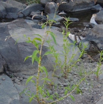 Persicaria lapathifolia (Pale Knotweed) at Molonglo Valley, ACT - 18 Feb 2018 by michaelb