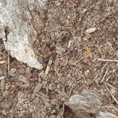 Papyrius nitidus (Shining Coconut Ant) at Symonston, ACT - 6 Mar 2018 by Mike