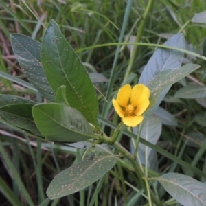 Ludwigia peploides subsp. montevidensis at Molonglo River Reserve - 18 Feb 2018