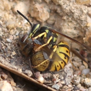 Vespula germanica at Coree, ACT - 7 Mar 2018