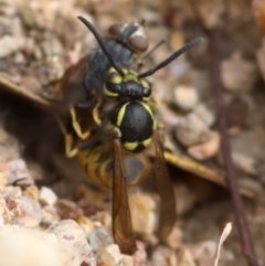 Vespula germanica at Coree, ACT - 7 Mar 2018