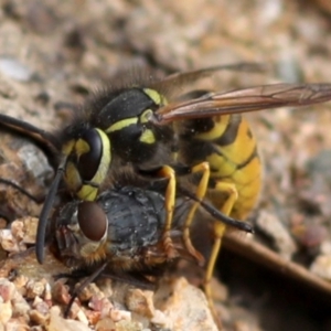 Vespula germanica at Coree, ACT - 7 Mar 2018