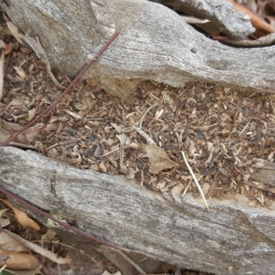 Papyrius nitidus (Shining Coconut Ant) at Symonston, ACT - 7 Mar 2018 by Mike