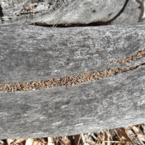 Papyrius nitidus at Symonston, ACT - suppressed