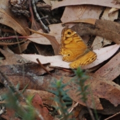 Geitoneura acantha (Ringed Xenica) at Booth, ACT - 6 Mar 2018 by KMcCue