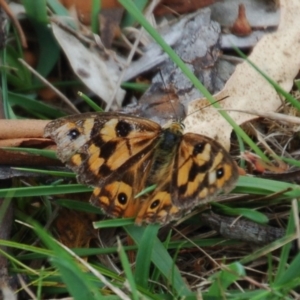 Heteronympha penelope at Booth, ACT - 6 Mar 2018 02:56 PM