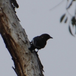 Artamus cyanopterus at Booth, ACT - 6 Mar 2018 10:45 AM