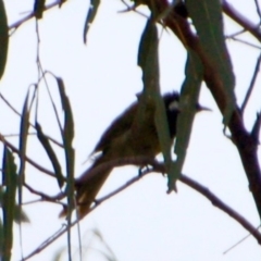 Nesoptilotis leucotis (White-eared Honeyeater) at Booth, ACT - 6 Mar 2018 by KMcCue