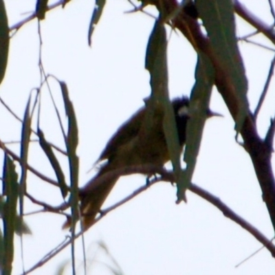 Nesoptilotis leucotis (White-eared Honeyeater) at Booth, ACT - 6 Mar 2018 by KMcCue