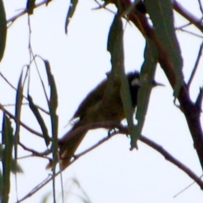 Nesoptilotis leucotis (White-eared Honeyeater) at Booth, ACT - 5 Mar 2018 by KMcCue